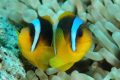   Scientific nameAmphiprion clarkii. Spot Isole Visayas  